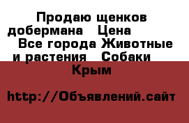 Продаю щенков добермана › Цена ­ 45 000 - Все города Животные и растения » Собаки   . Крым